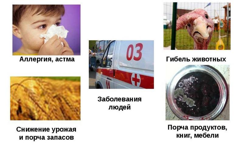 Вред, наносимый плесенью
