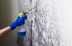 Высолы и плесень удаляют специальными химикатами